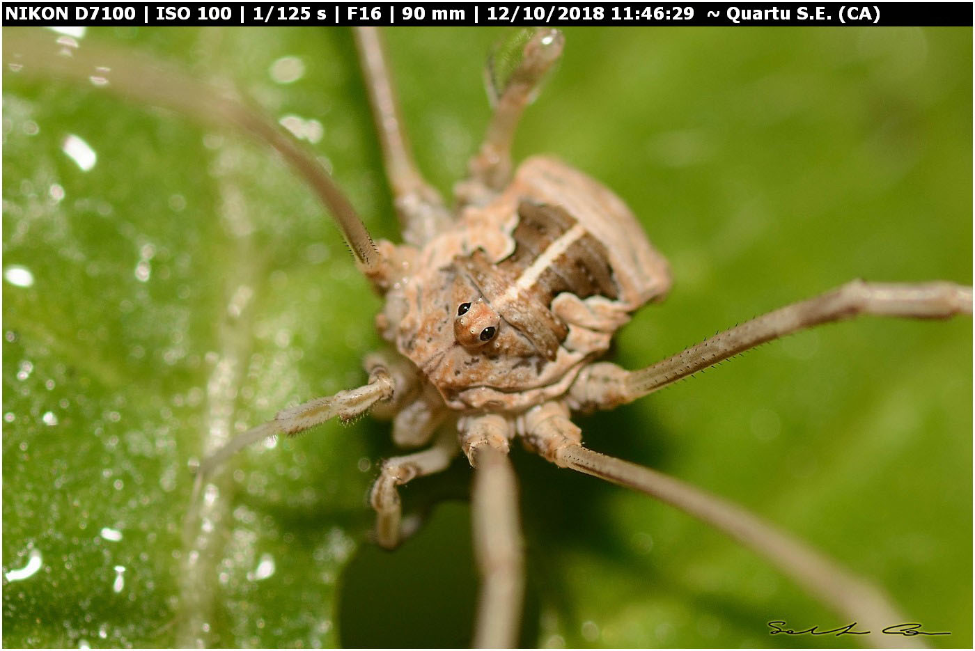 Metaphalangium cirtanum (Phalangiidae)
